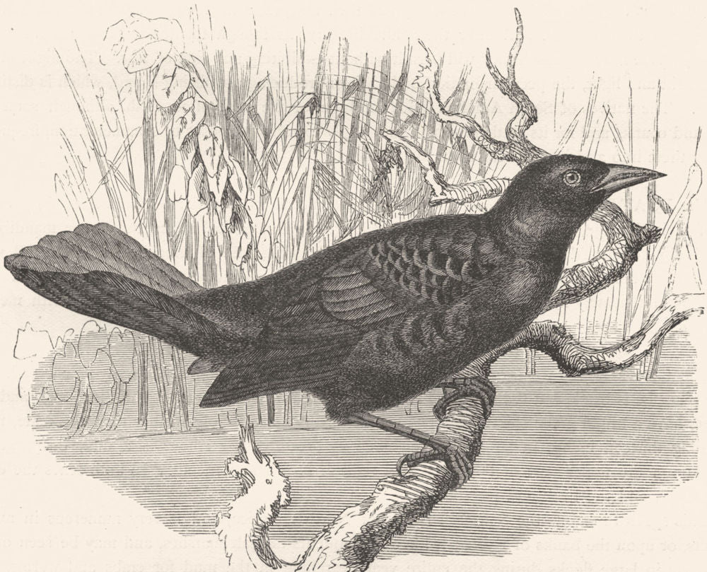 BIRDS. Raven. Starling. Great Boat-tail c1870 old antique print picture